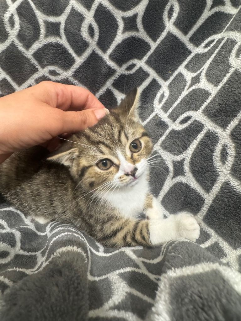 Half British short hair kitten 