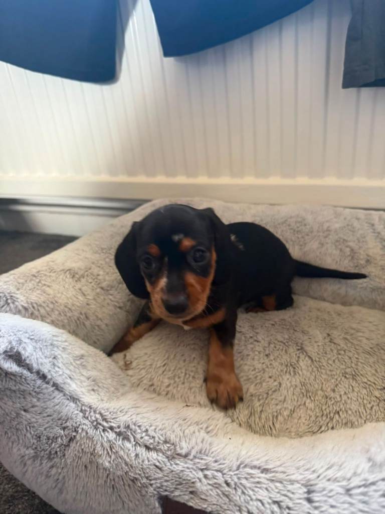 Dachshunds