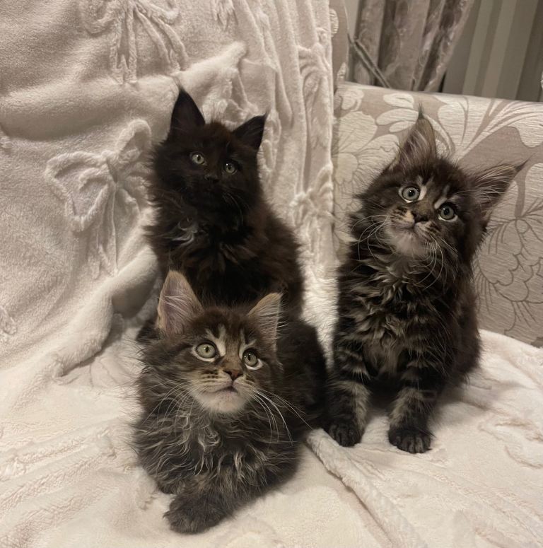 ✨pedigree maine coon kittens - Extra Large lines ✨