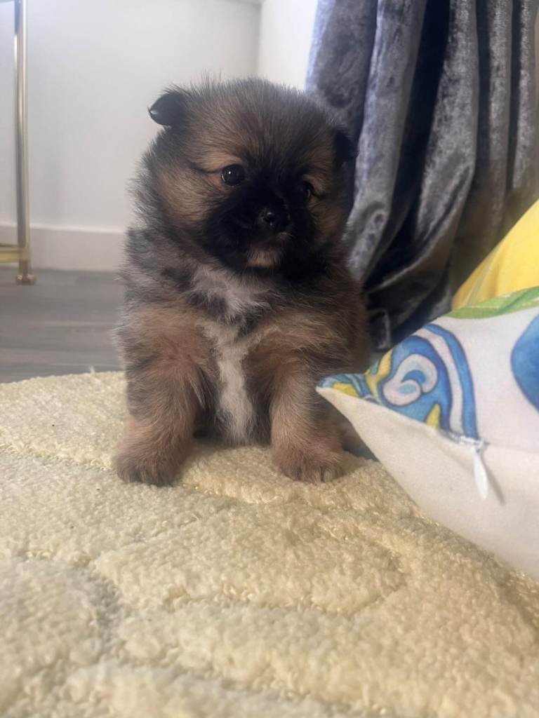 Pomeranian puppies 