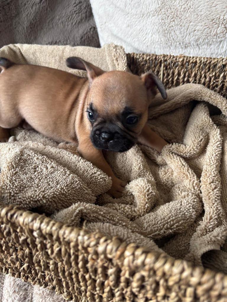 French bulldog puppies
