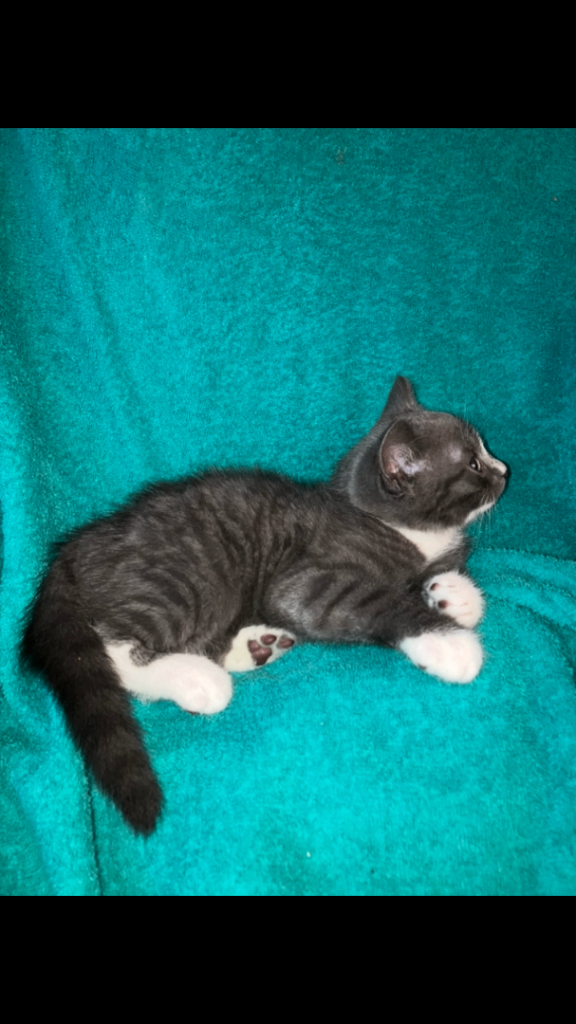 Grey kittens