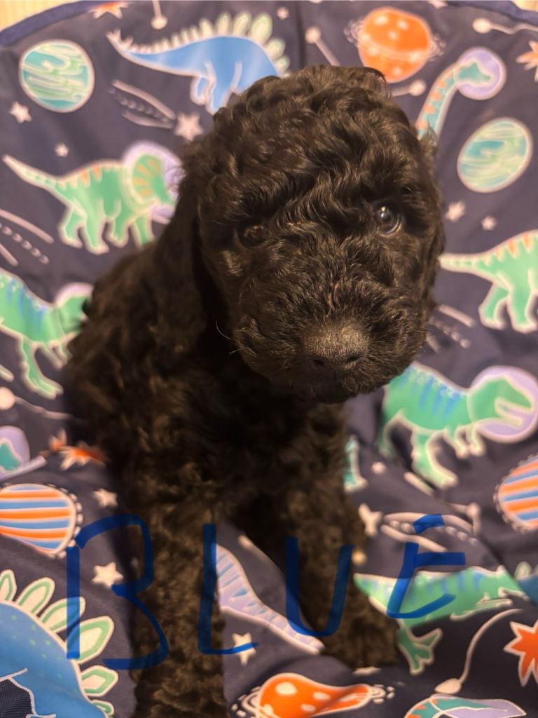 Miniature poodles wanting a forever sofa