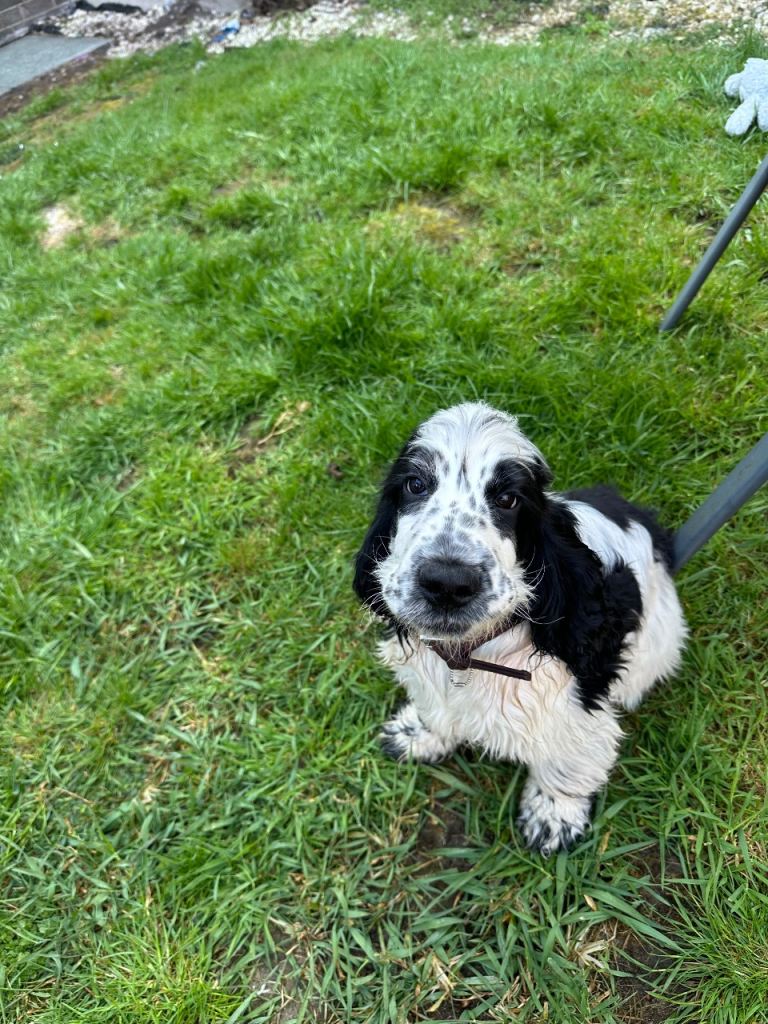 She type cocker spaniel girl