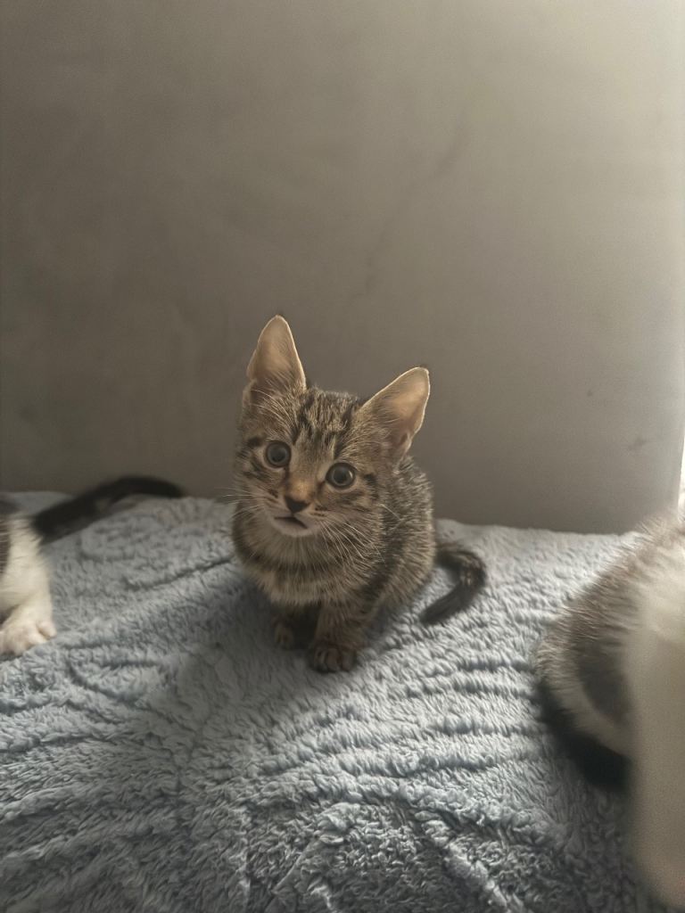 3 Kittens for sale 