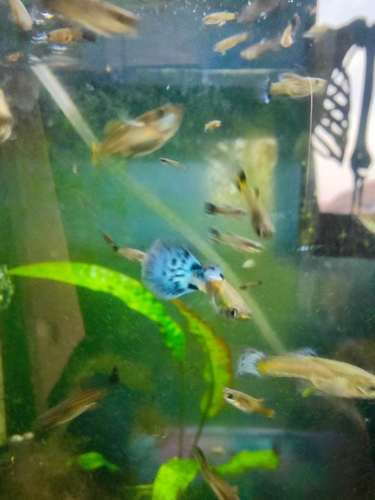 Guppies £1 each 