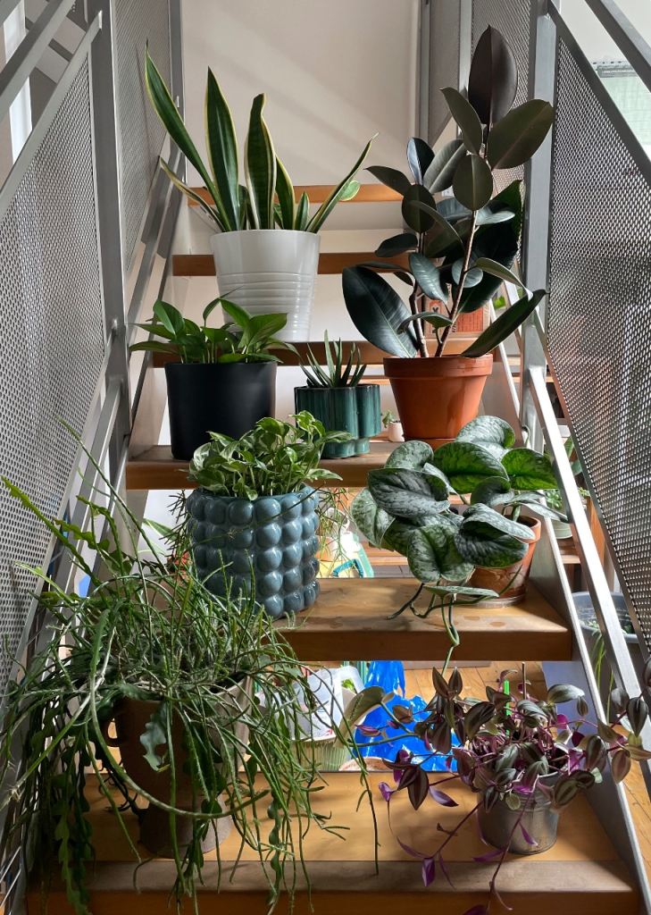 Healthy Indoor plants. Must go 15th May
