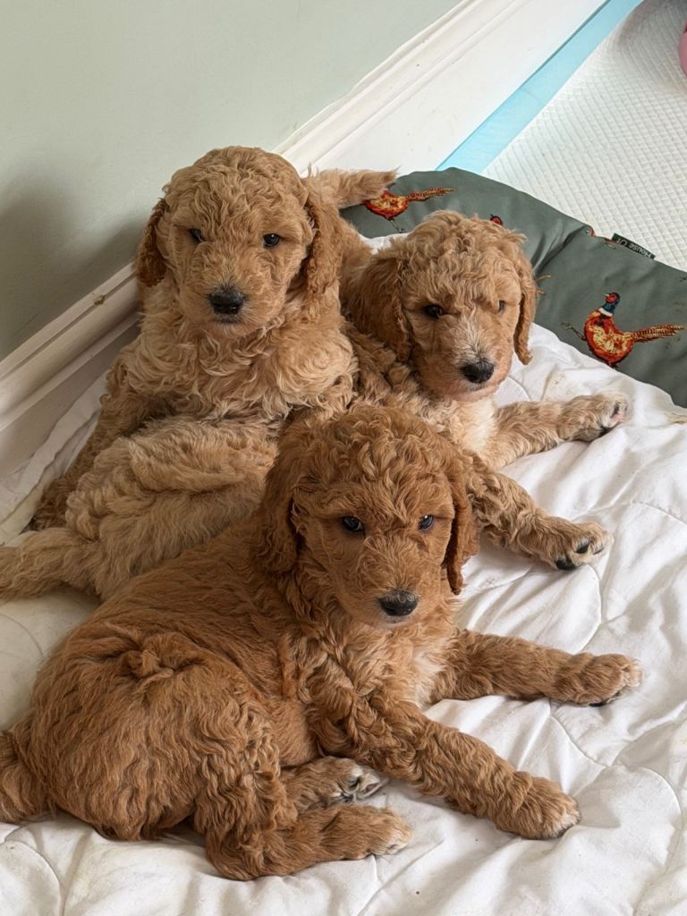 Stunning Standard poodles Southampton 