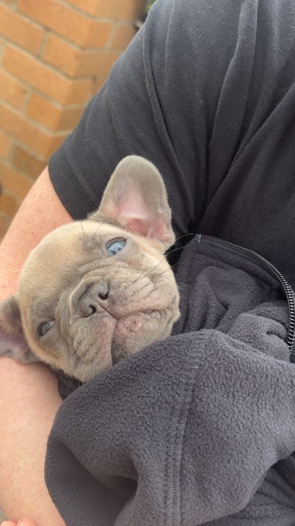 French bulldog puppies 