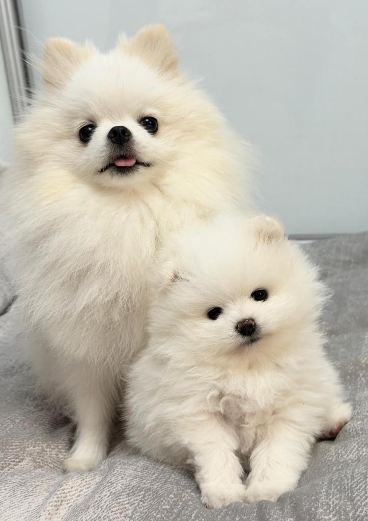 🌹stunning KC family white fluffy boy Pom for a loving caring home🌹