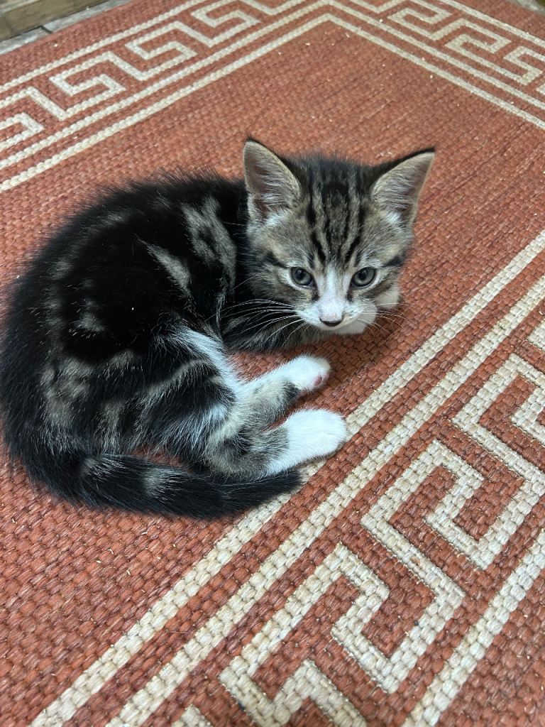 Cute kittens for sale