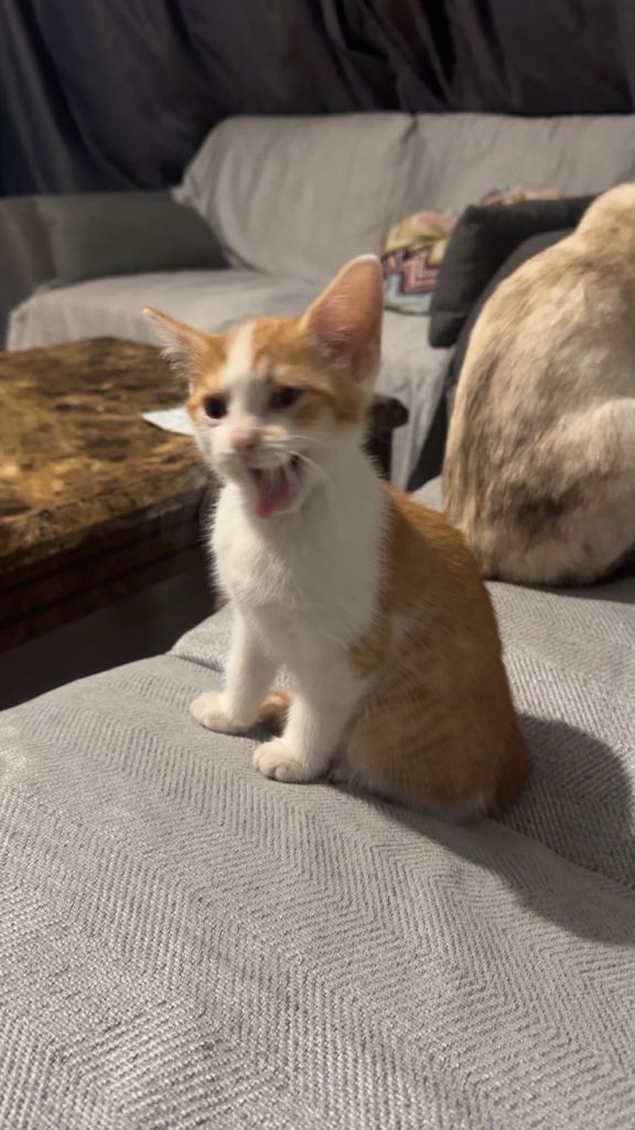 ginger and white kitten 