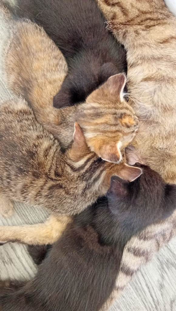 4 Beautiful Tabby and Black Kittens 
