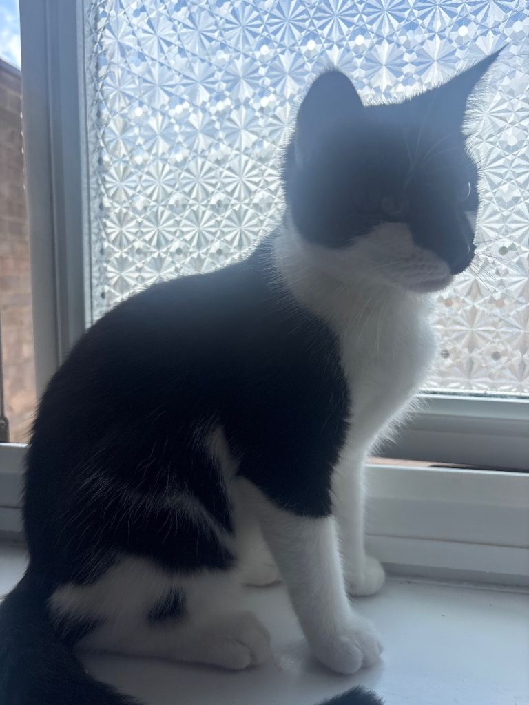 Cat to be rehomed 