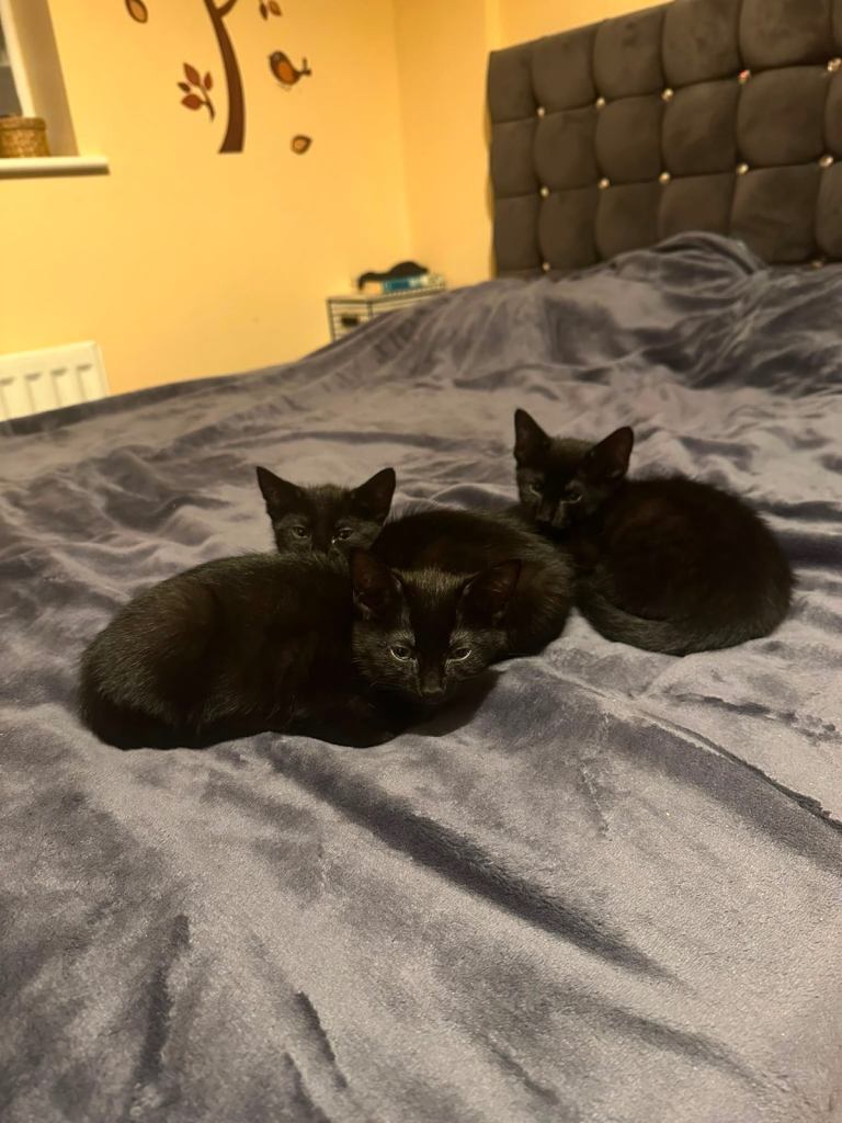 Lovely kittens - 1 boy and 1 girl still available.Ready now 
