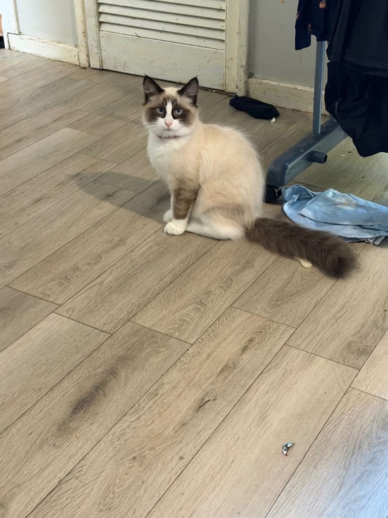 Boy cat for sale 
