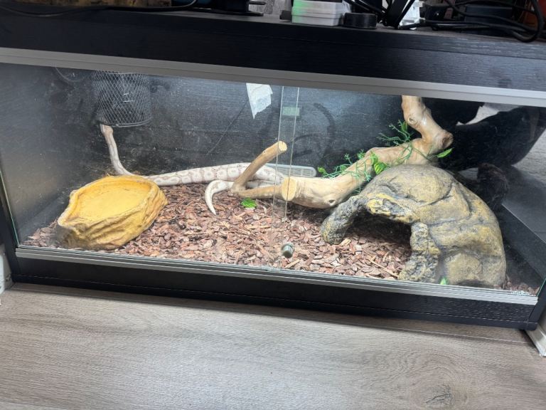 Ball python tank 