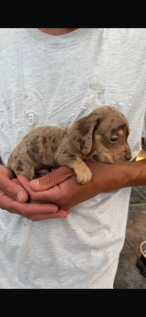 Miniature sausage dogs 