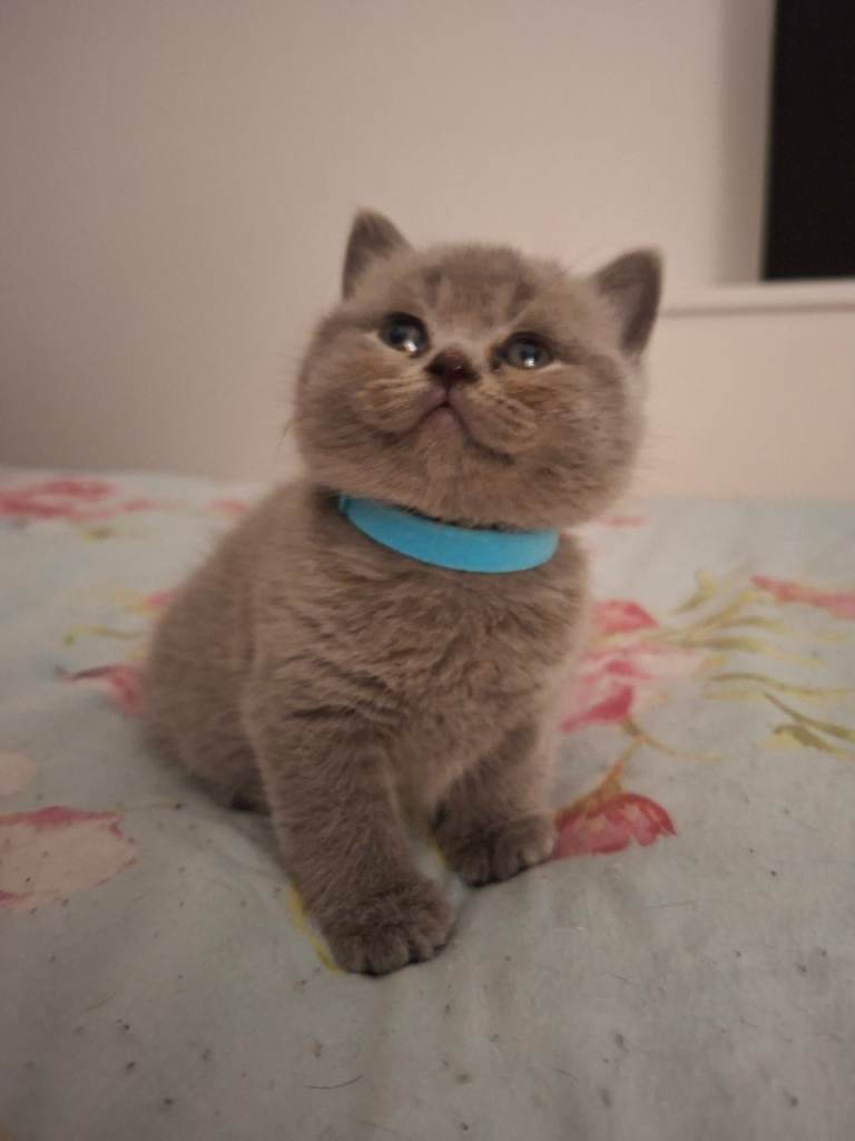 GCCF registered show quality chunky kittens 