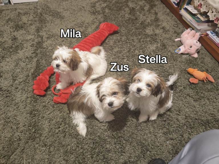 Bichon Maltese x Pekignese Crossbreed Puppies