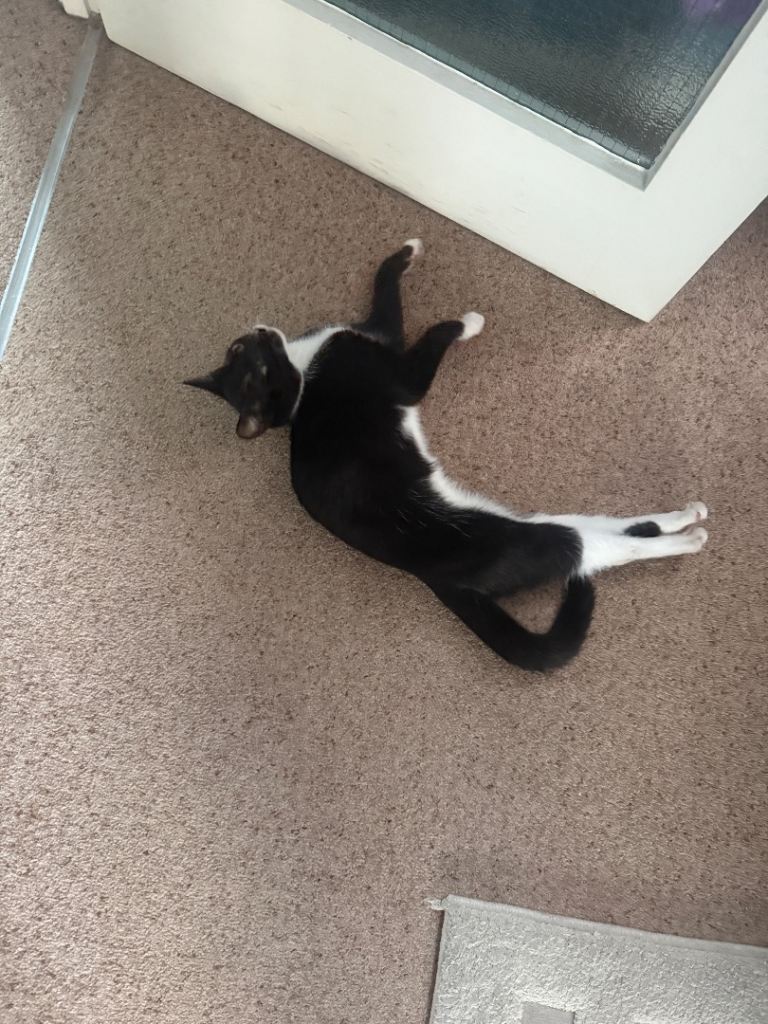 Rehome kitten 