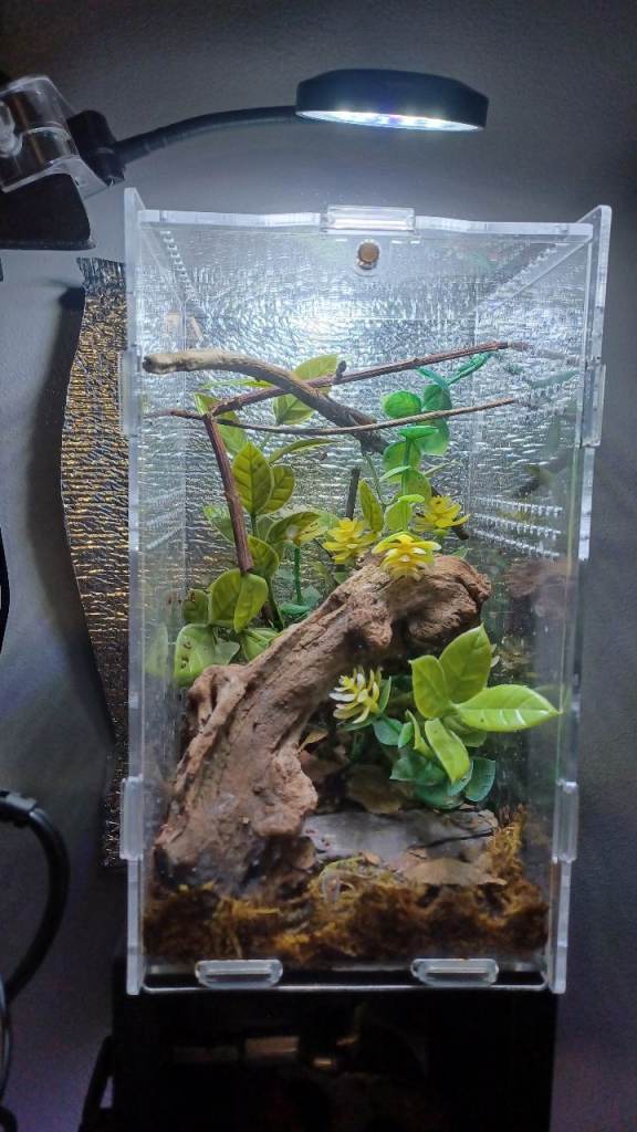 Mourning Geckos (Young) Multiple