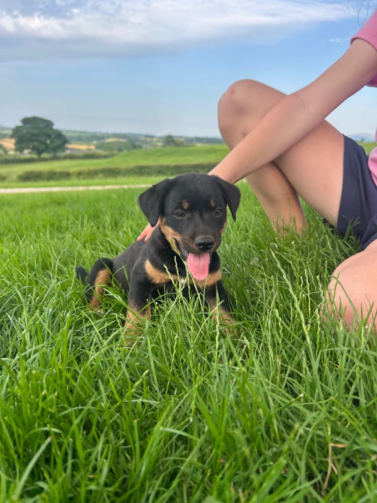 Lake land terrier puppy’s 
