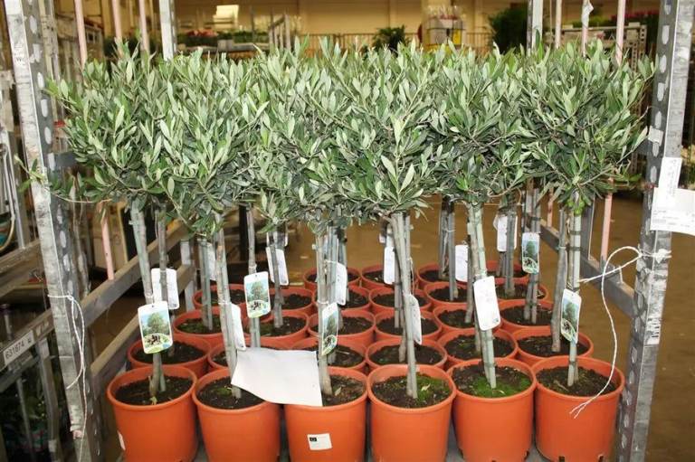 Beautiful Olive 🫒 Trees RRP £59.99