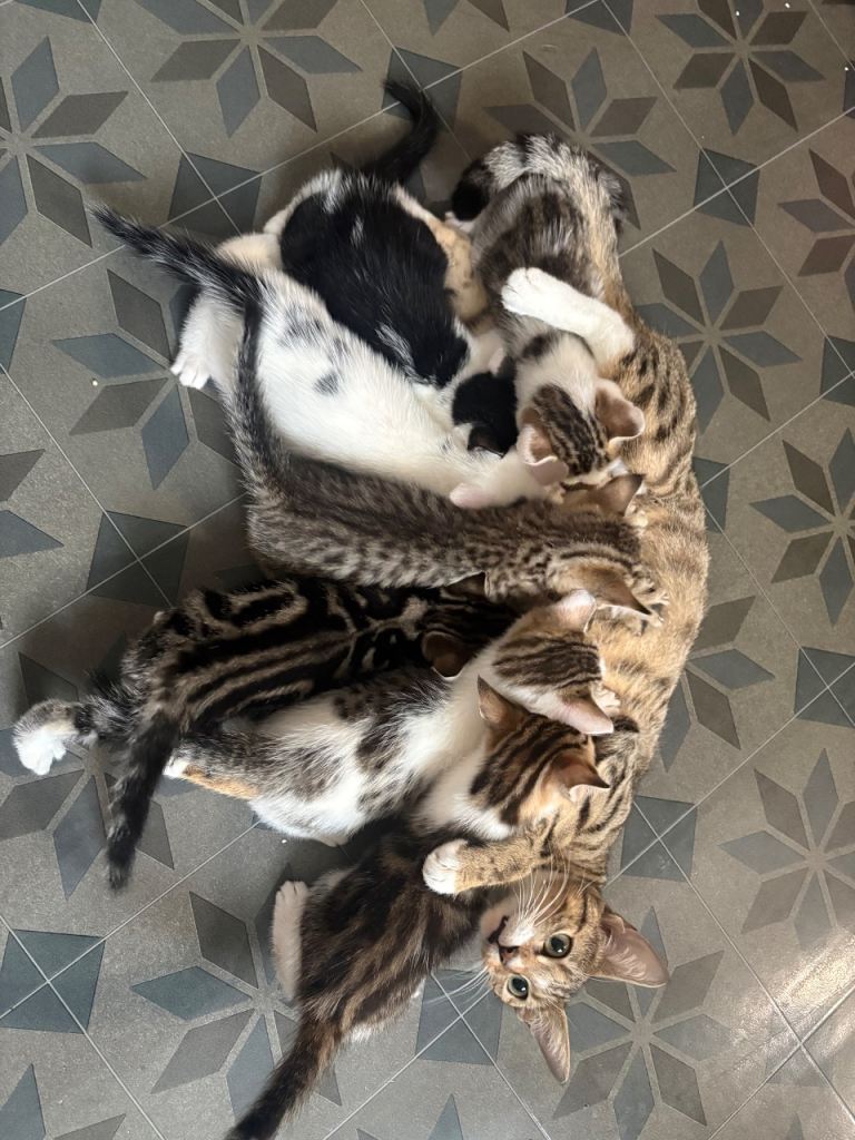 mixed breed kitten , bengal and domestic shorthair 