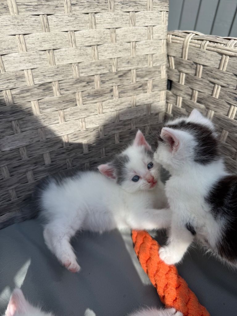 Beautiful white and grey/black