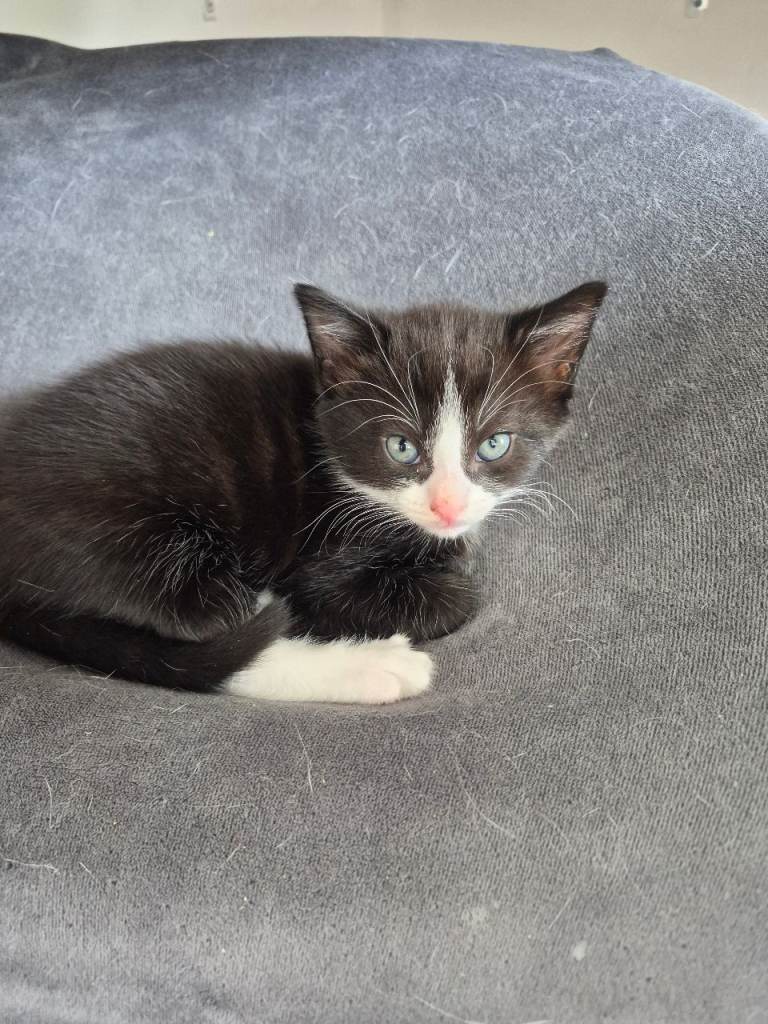 7 week old kittens