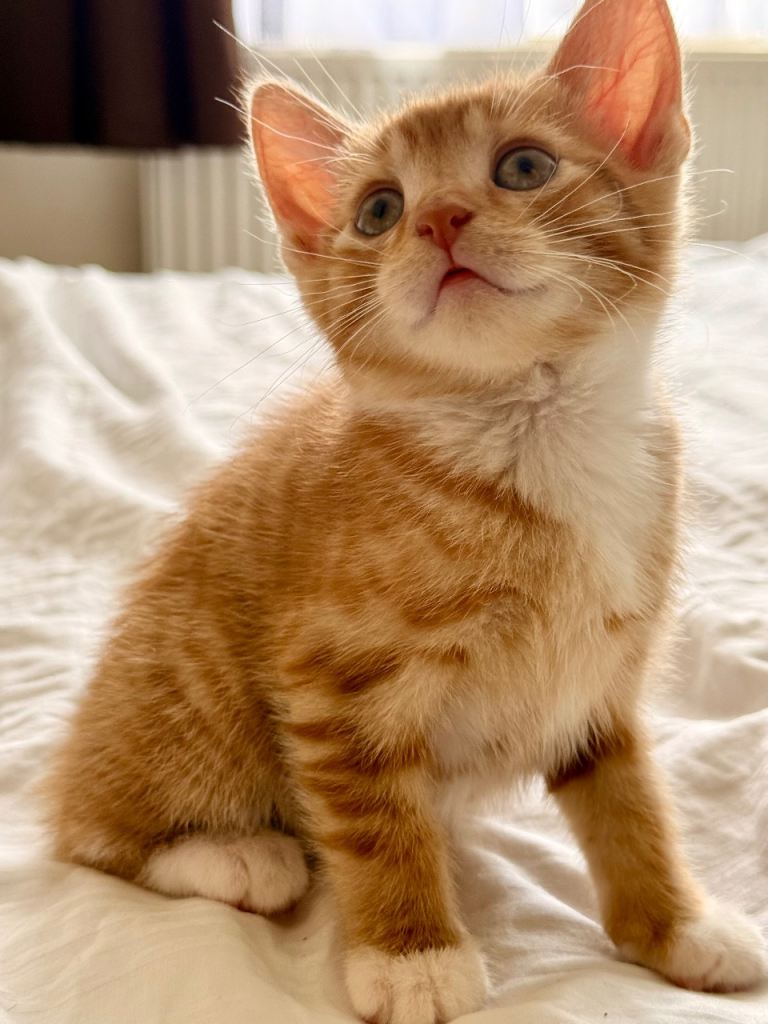 Loving kittens looking for their new forever home 