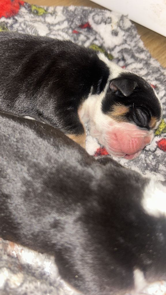 BEAUTIFUL OLDE ENGLISH PUPPIES