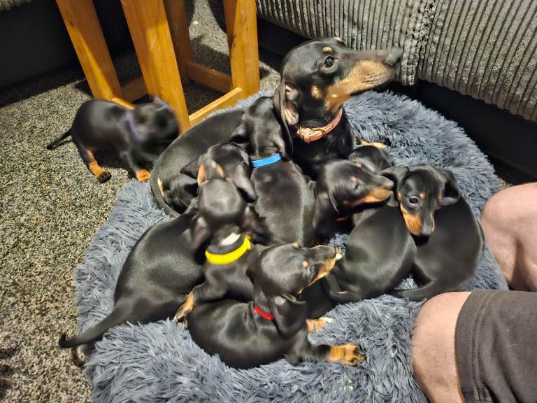Dashound puppies 