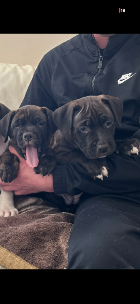Staffy cross puppies