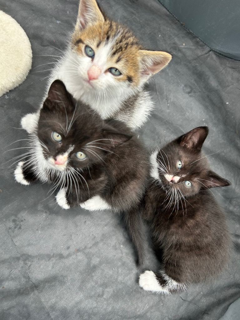 Kittens 