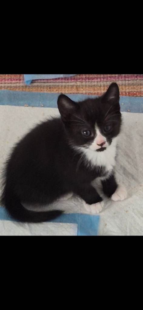 Beautiful siamese x kittens