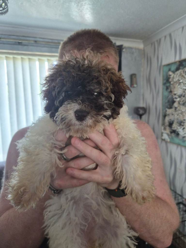 Puppy