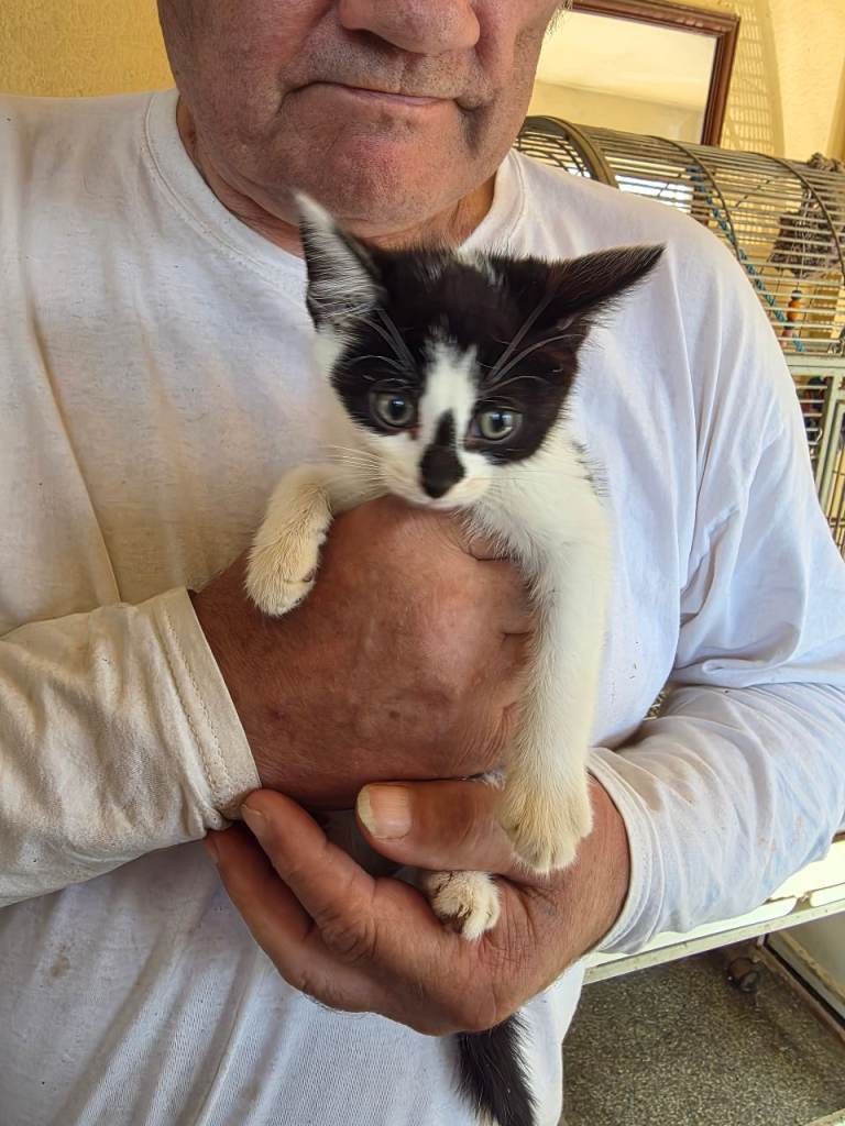 Kittens  for sale