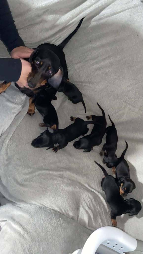 Black & Tan Miniature Dachshund Puppy - Ready October 2026