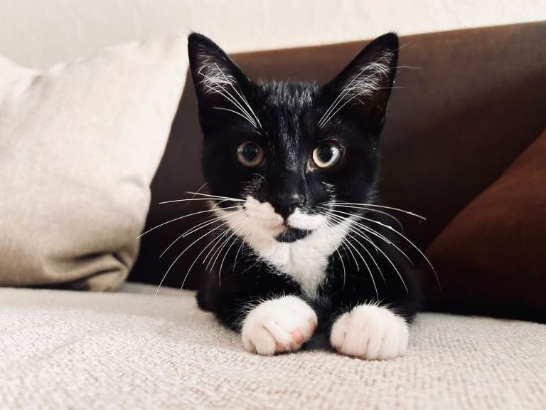 Kittens For Sale – Ready Now