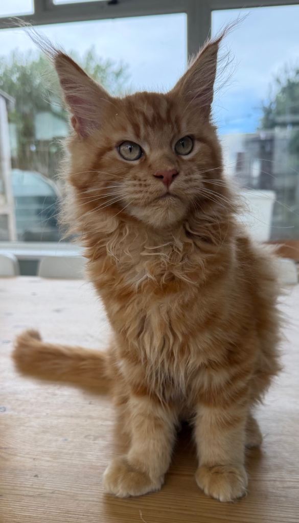 Russian 🇷🇺 pedigree Red Maine coon kittens. 