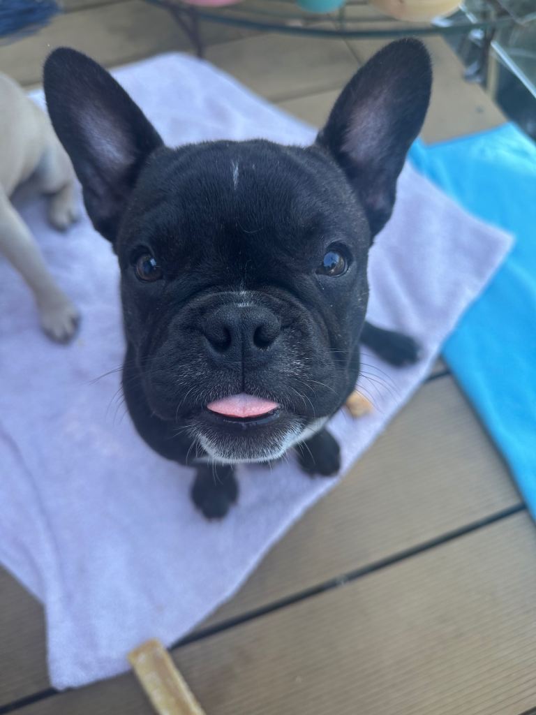 French Bulldog x Pocket Bully Puppy