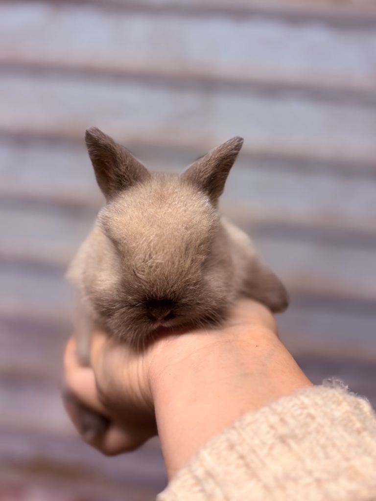 Lionhead rabbits/bunnys - reservation only 