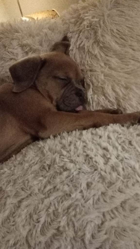 Old tyme x cane corso puppy £500