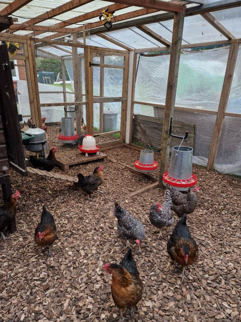 Laying chickens for sale 