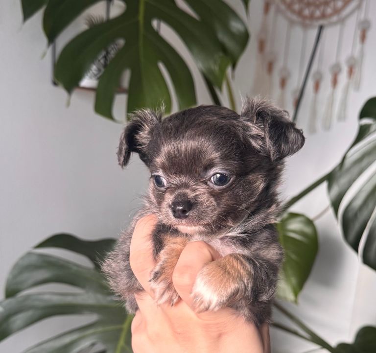 0.8 kg chihuahua longcoat blue boy. 