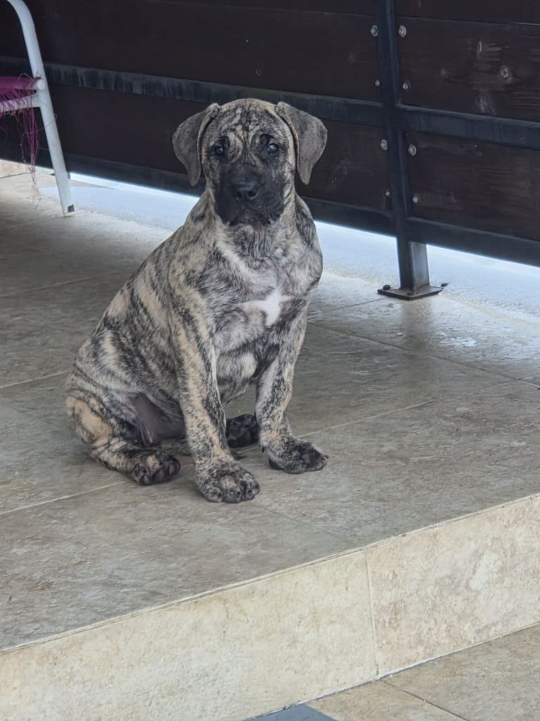Presa canario