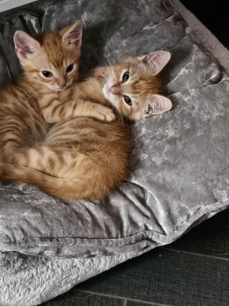 Two Adorable Ginger Kittens Looking for a New Home
