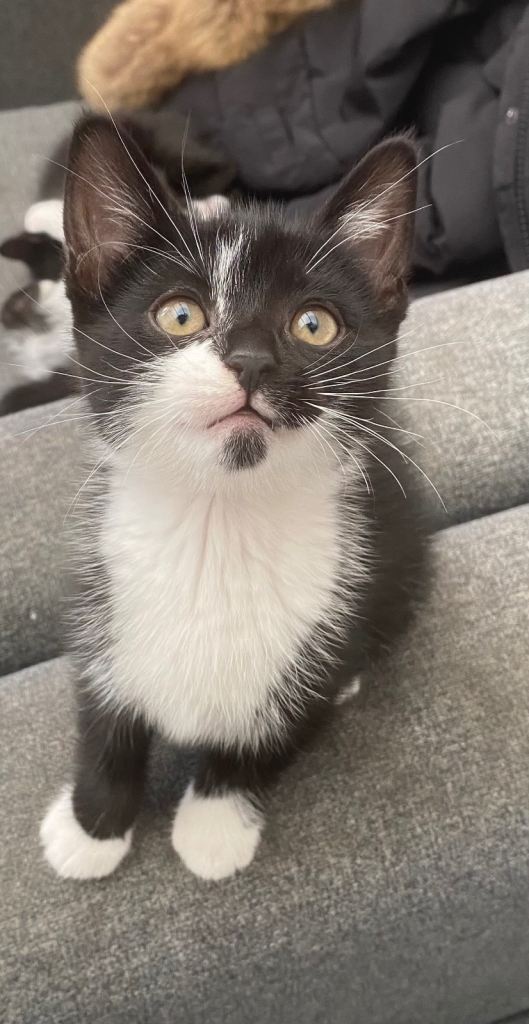 Kittens - 3 girls still available  *ready to leave